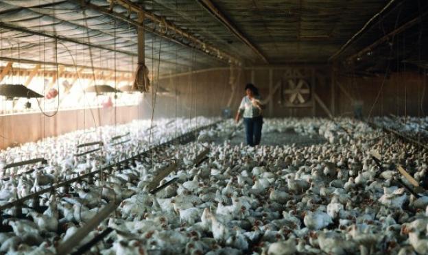 Бизнес план птицефермы на 1000 кур, куриное хозяйство